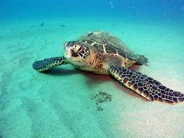 Fototapeta morze woda żółw