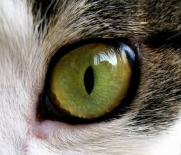 Naklejka kociak kot oko zwierzę stare