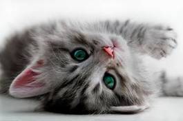 Obraz na płótnie zwierzę kociak ładny