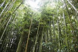 Naklejka tropikalny ogród drzewa azja
