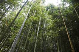 Plakat ogród drzewa spokojny dżungla japonia