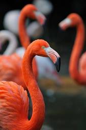 Plakat flamingo dziki zwierzę ładny ptak