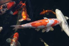Fotoroleta ryba japonia woda koi