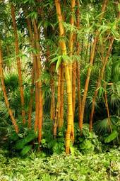 Plakat las dżungla bambus