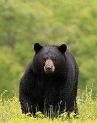 Fotoroleta natura dzikie zwierzę niedźwiedź ssak