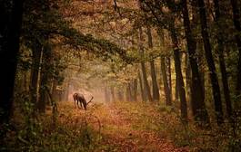 Fototapeta las mężczyzna ładny natura