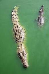 Naklejka azja krokodyl tropikalny