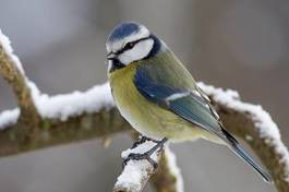 Fotoroleta fauna ptak zwierzę