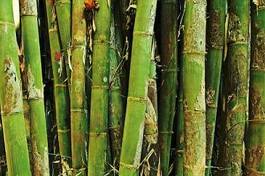 Naklejka bambus trawa natura tajlandia