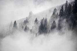 Fototapeta drzewa las sosna pejzaż śnieg