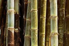 Naklejka tropikalny trawa bambus natura dżungla