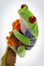 Naklejka natura żaba ładny oko zwierzę