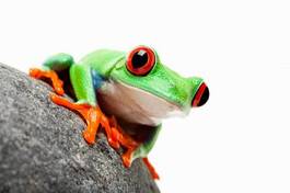 Naklejka ładny zwierzę żaba płaz oko
