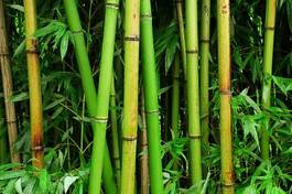 Naklejka natura bambus tropikalny