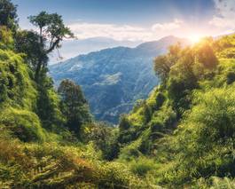 Fotoroleta trawa drzewa tropikalny wzgórze