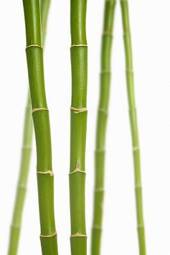 Naklejka lato bambus pąk kwiat zdrowie