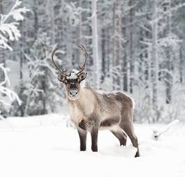 Fotoroleta ssak północ bezdroża dziki śnieg