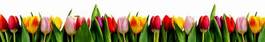 Naklejka kompozycja kwiat tulipan biały rząd