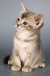 Plakat zwierzę kociak oko kot