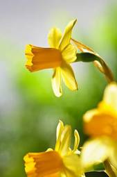 Naklejka narcyz natura kwiat ogród zapach