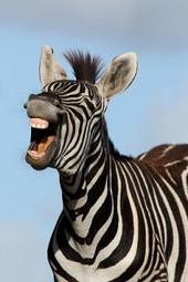 Obraz na płótnie uśmiech zebry