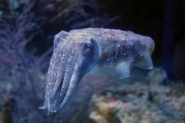 Fotoroleta kalmar morze zatoka meduza