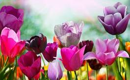 Fotoroleta piękne kolorowe tulipany