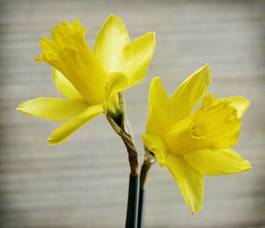 Fotoroleta narcyz kwiat żółty