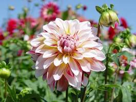 Obraz na płótnie kwiat dalia ogród przyjemność różowy
