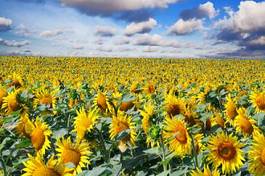 Obraz na płótnie rolnictwo słońce wieś zboże błękitne niebo