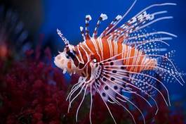 Naklejka morze ryba koral podwodne