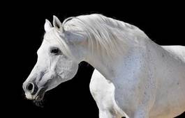 Fototapeta koń piękny dziki stajnia
