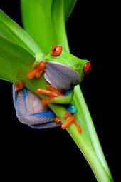 Fotoroleta żaba zwierzę oko