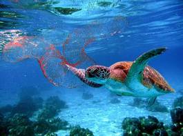Fototapeta rafa podwodne nurkowanie oceanu