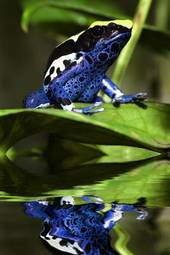 Naklejka tropikalny natura żaba