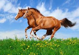 Plakat dwa galopujące konie