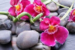 Naklejka wellnes azjatycki kwiat egzotyczny zen
