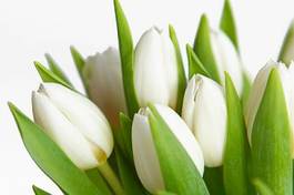 Plakat bukiet kwiat tulipan biały makro