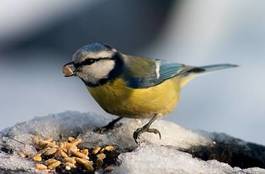 Fotoroleta ptak śnieg jedzenie