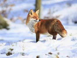 Fotoroleta zwierzę śnieg dzikie zwierzę natura słońce