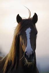 Naklejka zwierzę portret koń
