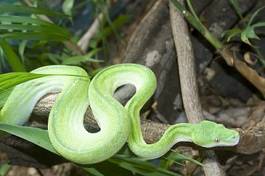 Naklejka wąż gad natura zoo
