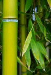 Naklejka roślina bambus ogród łodyga