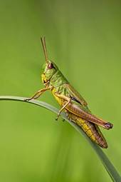 Fotoroleta zwierzę owad pasikonik dzikość 