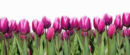 Obraz na płótnie tulipan panorama kwiat