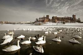 Fototapeta kraków kaczka europa zamek śnieg