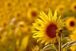 Fotoroleta słonecznik dziki łąka kwiat kwitnący
