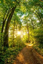 Naklejka natura las krajobraz ścieżka