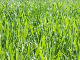 Naklejka świeży pole trawa pszenica rolnictwo