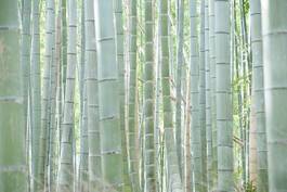Plakat las zen roślina bambus japonia